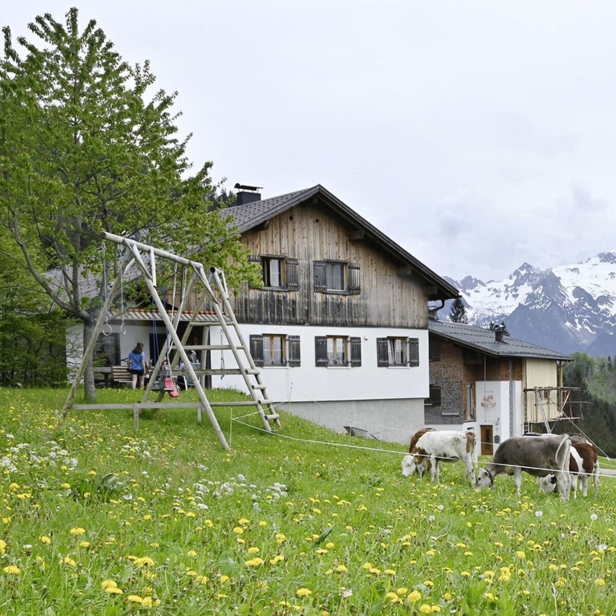 Kühe auf der Frühlingswiese