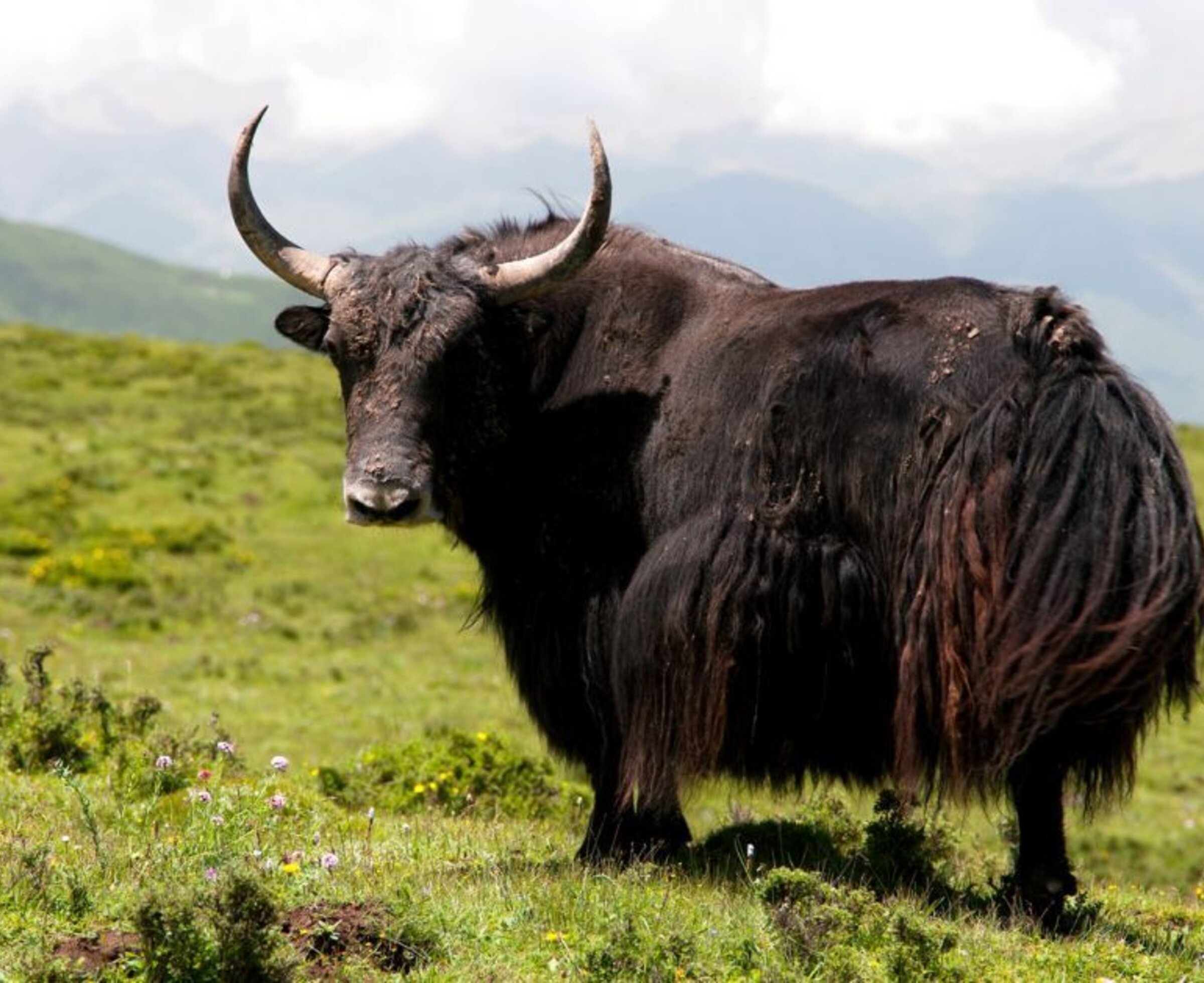 Ein Yak auf einer grünen Bergweide vor den Gipfeln des Großen Walsertals